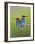 European Bee-Eater (Merops Apiaster) Pair Perched, Pusztaszer, Hungary, May 2008-Varesvuo-Framed Photographic Print