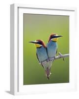 European Bee-Eater (Merops Apiaster) Pair Perched, Pusztaszer, Hungary, May 2008-Varesvuo-Framed Photographic Print