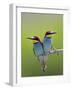 European Bee-Eater (Merops Apiaster) Pair Perched, Pusztaszer, Hungary, May 2008-Varesvuo-Framed Photographic Print