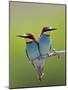 European Bee-Eater (Merops Apiaster) Pair Perched, Pusztaszer, Hungary, May 2008-Varesvuo-Mounted Photographic Print