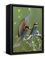 European Bee-Eater (Merops Apiaster) Pair, Pusztaszer, Hungary, May 2008-Varesvuo-Framed Stretched Canvas