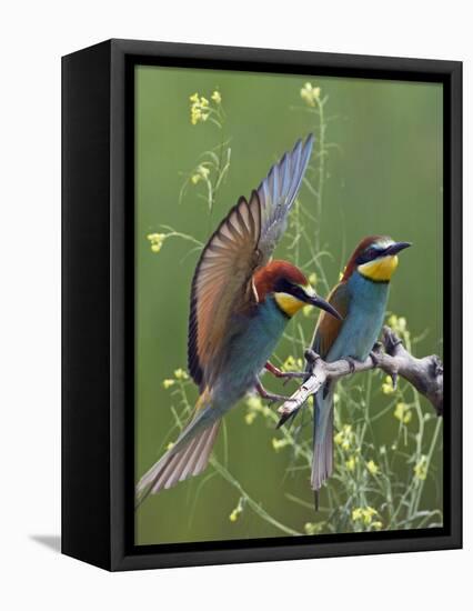 European Bee-Eater (Merops Apiaster) Pair, Pusztaszer, Hungary, May 2008-Varesvuo-Framed Stretched Canvas