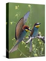 European Bee-Eater (Merops Apiaster) Pair, Pusztaszer, Hungary, May 2008-Varesvuo-Stretched Canvas