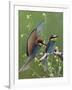 European Bee-Eater (Merops Apiaster) Pair, Pusztaszer, Hungary, May 2008-Varesvuo-Framed Photographic Print