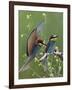 European Bee-Eater (Merops Apiaster) Pair, Pusztaszer, Hungary, May 2008-Varesvuo-Framed Photographic Print