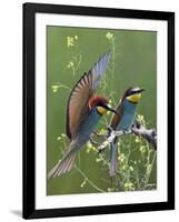 European Bee-Eater (Merops Apiaster) Pair, Pusztaszer, Hungary, May 2008-Varesvuo-Framed Photographic Print