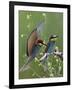 European Bee-Eater (Merops Apiaster) Pair, Pusztaszer, Hungary, May 2008-Varesvuo-Framed Photographic Print