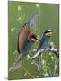 European Bee-Eater (Merops Apiaster) Pair, Pusztaszer, Hungary, May 2008-Varesvuo-Mounted Photographic Print