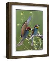 European Bee-Eater (Merops Apiaster) Pair, Pusztaszer, Hungary, May 2008-Varesvuo-Framed Photographic Print