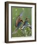 European Bee-Eater (Merops Apiaster) Pair, Pusztaszer, Hungary, May 2008-Varesvuo-Framed Photographic Print