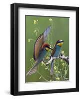 European Bee-Eater (Merops Apiaster) Pair, Pusztaszer, Hungary, May 2008-Varesvuo-Framed Photographic Print