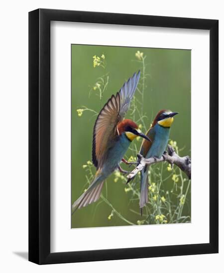 European Bee-Eater (Merops Apiaster) Pair, Pusztaszer, Hungary, May 2008-Varesvuo-Framed Photographic Print