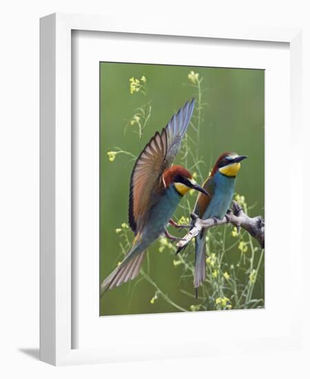 European Bee-Eater (Merops Apiaster) Pair, Pusztaszer, Hungary, May 2008-Varesvuo-Framed Photographic Print