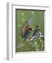 European Bee-Eater (Merops Apiaster) Pair, Pusztaszer, Hungary, May 2008-Varesvuo-Framed Photographic Print