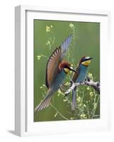 European Bee-Eater (Merops Apiaster) Pair, Pusztaszer, Hungary, May 2008-Varesvuo-Framed Photographic Print