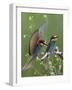 European Bee-Eater (Merops Apiaster) Pair, Pusztaszer, Hungary, May 2008-Varesvuo-Framed Photographic Print