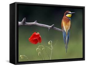European Bee-Eater (Merops Apiaster) Perched Beside Poppy Flower, Pusztaszer, Hungary, May 2008-Varesvuo-Framed Stretched Canvas
