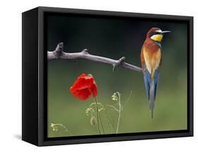 European Bee-Eater (Merops Apiaster) Perched Beside Poppy Flower, Pusztaszer, Hungary, May 2008-Varesvuo-Framed Stretched Canvas