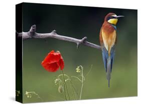 European Bee-Eater (Merops Apiaster) Perched Beside Poppy Flower, Pusztaszer, Hungary, May 2008-Varesvuo-Stretched Canvas