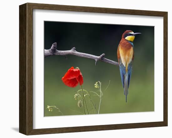 European Bee-Eater (Merops Apiaster) Perched Beside Poppy Flower, Pusztaszer, Hungary, May 2008-Varesvuo-Framed Photographic Print