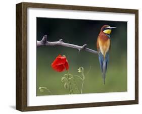 European Bee-Eater (Merops Apiaster) Perched Beside Poppy Flower, Pusztaszer, Hungary, May 2008-Varesvuo-Framed Photographic Print