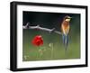 European Bee-Eater (Merops Apiaster) Perched Beside Poppy Flower, Pusztaszer, Hungary, May 2008-Varesvuo-Framed Photographic Print