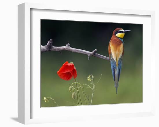 European Bee-Eater (Merops Apiaster) Perched Beside Poppy Flower, Pusztaszer, Hungary, May 2008-Varesvuo-Framed Photographic Print