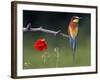 European Bee-Eater (Merops Apiaster) Perched Beside Poppy Flower, Pusztaszer, Hungary, May 2008-Varesvuo-Framed Photographic Print