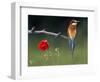 European Bee-Eater (Merops Apiaster) Perched Beside Poppy Flower, Pusztaszer, Hungary, May 2008-Varesvuo-Framed Photographic Print