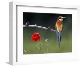 European Bee-Eater (Merops Apiaster) Perched Beside Poppy Flower, Pusztaszer, Hungary, May 2008-Varesvuo-Framed Photographic Print