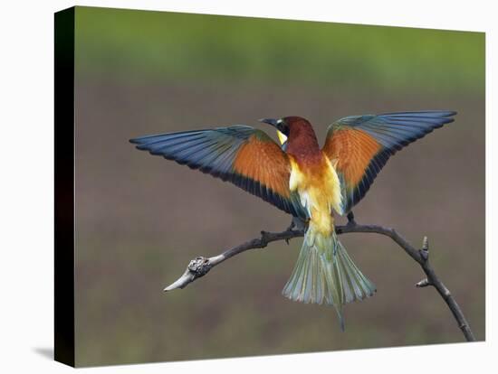 European Bee-Eater (Merops Apiaster) Perched with Wings Extended, Pusztaszer, Hungary, May 2008-Varesvuo-Stretched Canvas