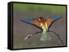 European Bee-Eater (Merops Apiaster) Perched with Wings Extended, Pusztaszer, Hungary, May 2008-Varesvuo-Framed Stretched Canvas