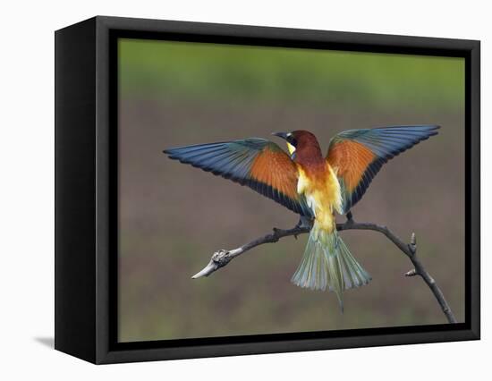 European Bee-Eater (Merops Apiaster) Perched with Wings Extended, Pusztaszer, Hungary, May 2008-Varesvuo-Framed Stretched Canvas