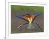 European Bee-Eater (Merops Apiaster) Perched with Wings Extended, Pusztaszer, Hungary, May 2008-Varesvuo-Framed Photographic Print