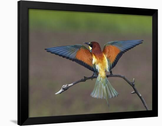 European Bee-Eater (Merops Apiaster) Perched with Wings Extended, Pusztaszer, Hungary, May 2008-Varesvuo-Framed Photographic Print