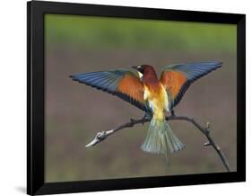 European Bee-Eater (Merops Apiaster) Perched with Wings Extended, Pusztaszer, Hungary, May 2008-Varesvuo-Framed Photographic Print