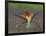 European Bee-Eater (Merops Apiaster) Perched with Wings Extended, Pusztaszer, Hungary, May 2008-Varesvuo-Framed Photographic Print