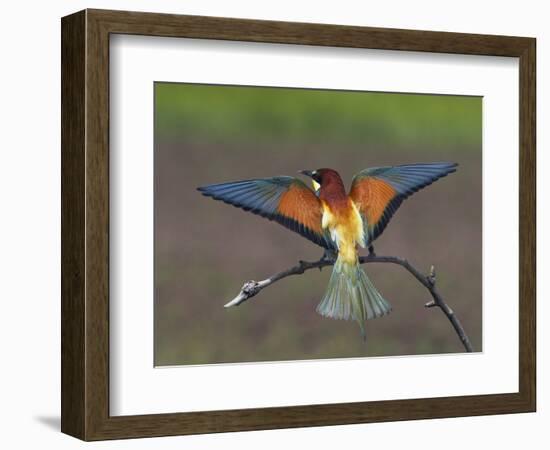 European Bee-Eater (Merops Apiaster) Perched with Wings Extended, Pusztaszer, Hungary, May 2008-Varesvuo-Framed Photographic Print