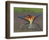 European Bee-Eater (Merops Apiaster) Perched with Wings Extended, Pusztaszer, Hungary, May 2008-Varesvuo-Framed Photographic Print