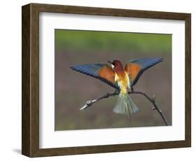 European Bee-Eater (Merops Apiaster) Perched with Wings Extended, Pusztaszer, Hungary, May 2008-Varesvuo-Framed Photographic Print