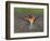 European Bee-Eater (Merops Apiaster) Perched with Wings Extended, Pusztaszer, Hungary, May 2008-Varesvuo-Framed Photographic Print