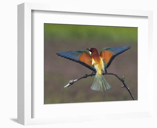 European Bee-Eater (Merops Apiaster) Perched with Wings Extended, Pusztaszer, Hungary, May 2008-Varesvuo-Framed Photographic Print