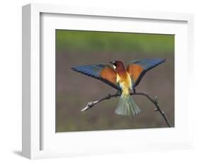 European Bee-Eater (Merops Apiaster) Perched with Wings Extended, Pusztaszer, Hungary, May 2008-Varesvuo-Framed Photographic Print