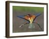 European Bee-Eater (Merops Apiaster) Perched with Wings Extended, Pusztaszer, Hungary, May 2008-Varesvuo-Framed Photographic Print