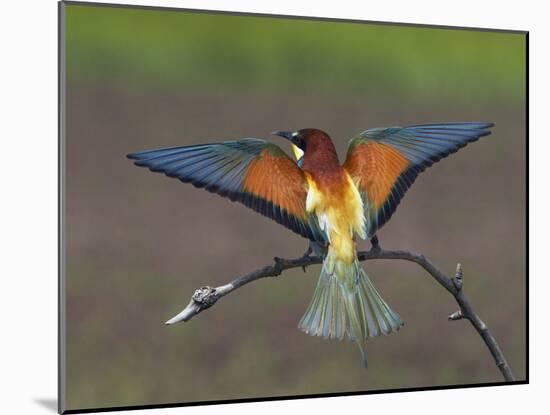 European Bee-Eater (Merops Apiaster) Perched with Wings Extended, Pusztaszer, Hungary, May 2008-Varesvuo-Mounted Photographic Print