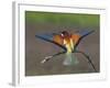 European Bee-Eater (Merops Apiaster) Perched with Wings Extended, Pusztaszer, Hungary, May 2008-Varesvuo-Framed Photographic Print