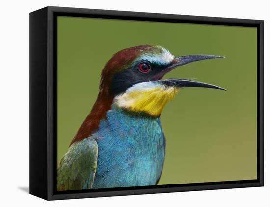 European Bee-Eater (Merops Apiaster) Vocalising, Pusztaszer, Hungary, May 2008-Varesvuo-Framed Stretched Canvas