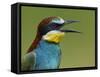 European Bee-Eater (Merops Apiaster) Vocalising, Pusztaszer, Hungary, May 2008-Varesvuo-Framed Stretched Canvas