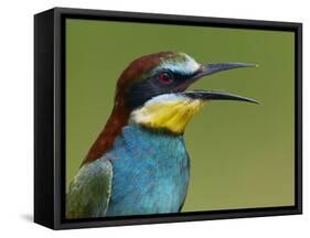 European Bee-Eater (Merops Apiaster) Vocalising, Pusztaszer, Hungary, May 2008-Varesvuo-Framed Stretched Canvas