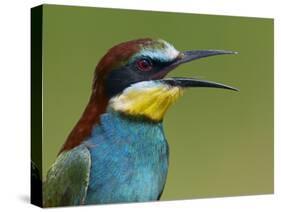European Bee-Eater (Merops Apiaster) Vocalising, Pusztaszer, Hungary, May 2008-Varesvuo-Stretched Canvas